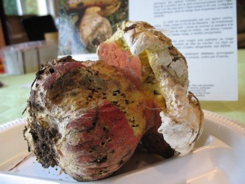 Expo champignons aux Breviaires 13